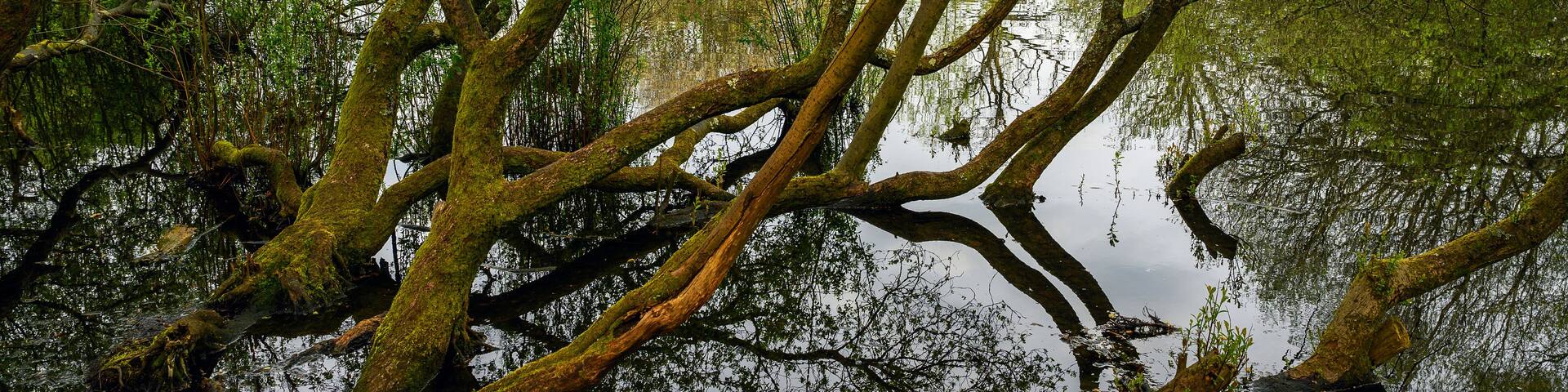A dense forest with intertwining branches over a calm body of water.