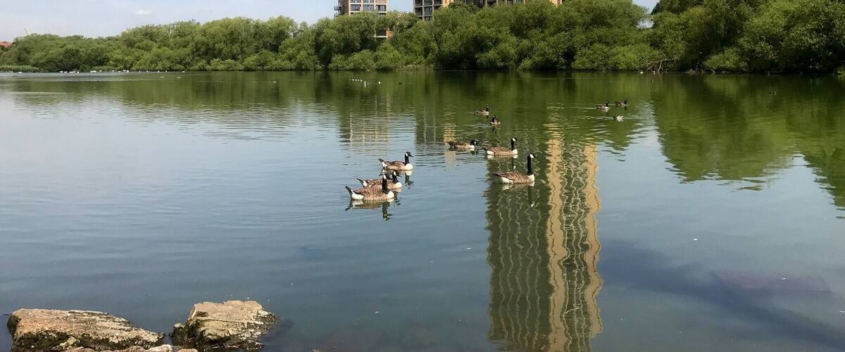 Welsh Harp. 
The Brent is damned just before Blackbird Hill and the resulting reservoir is said to resemble a Welsh Harp in shape. The buildings in the background are part of the controversial 'Hendon Waterside' development. 
Nearest station: Hendon.