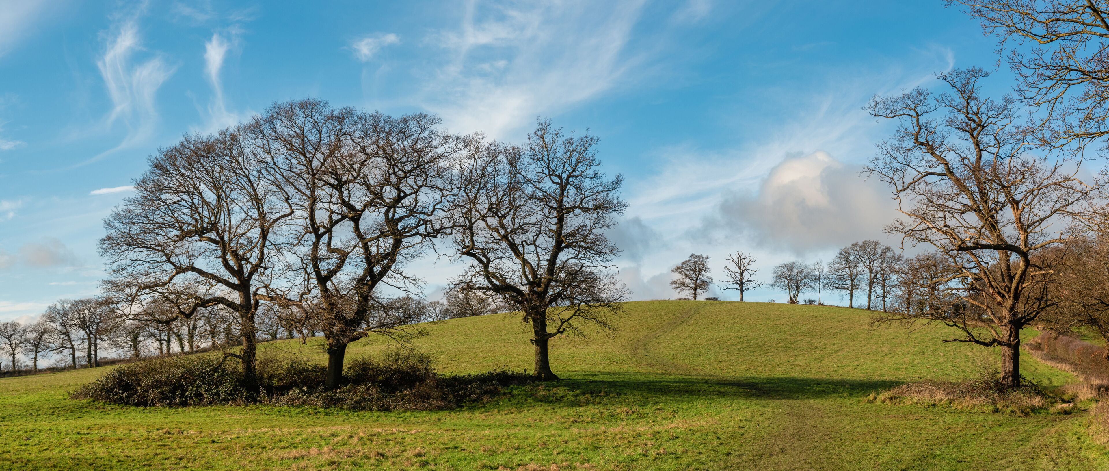 A grassy hill with leafless trees and a clear blue sky.