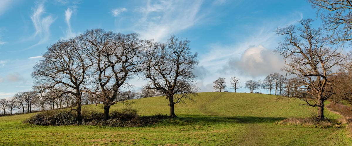 A grassy hill with leafless trees and a clear blue sky.