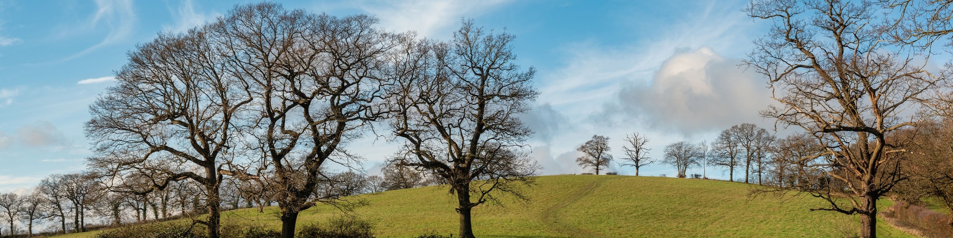 A grassy hill with leafless trees and a clear blue sky.