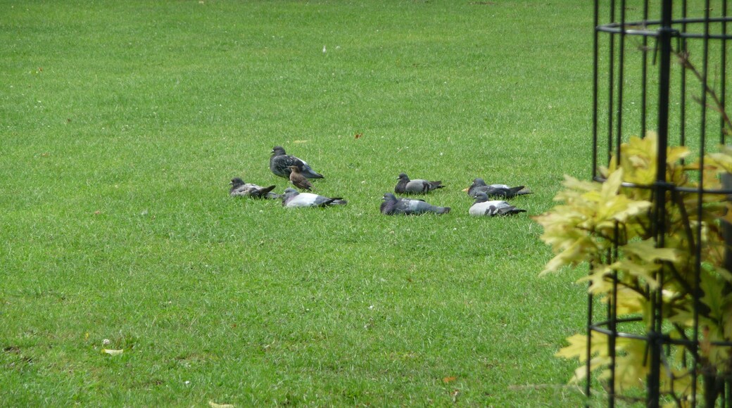 A group of Feral town pigeons on a grassed area beside Brooke Road, Stoke Newington, Greater London, showing that - as they are feral - they all vary in appearance. The smaller brown bird in the middle is a juvenile Starling.