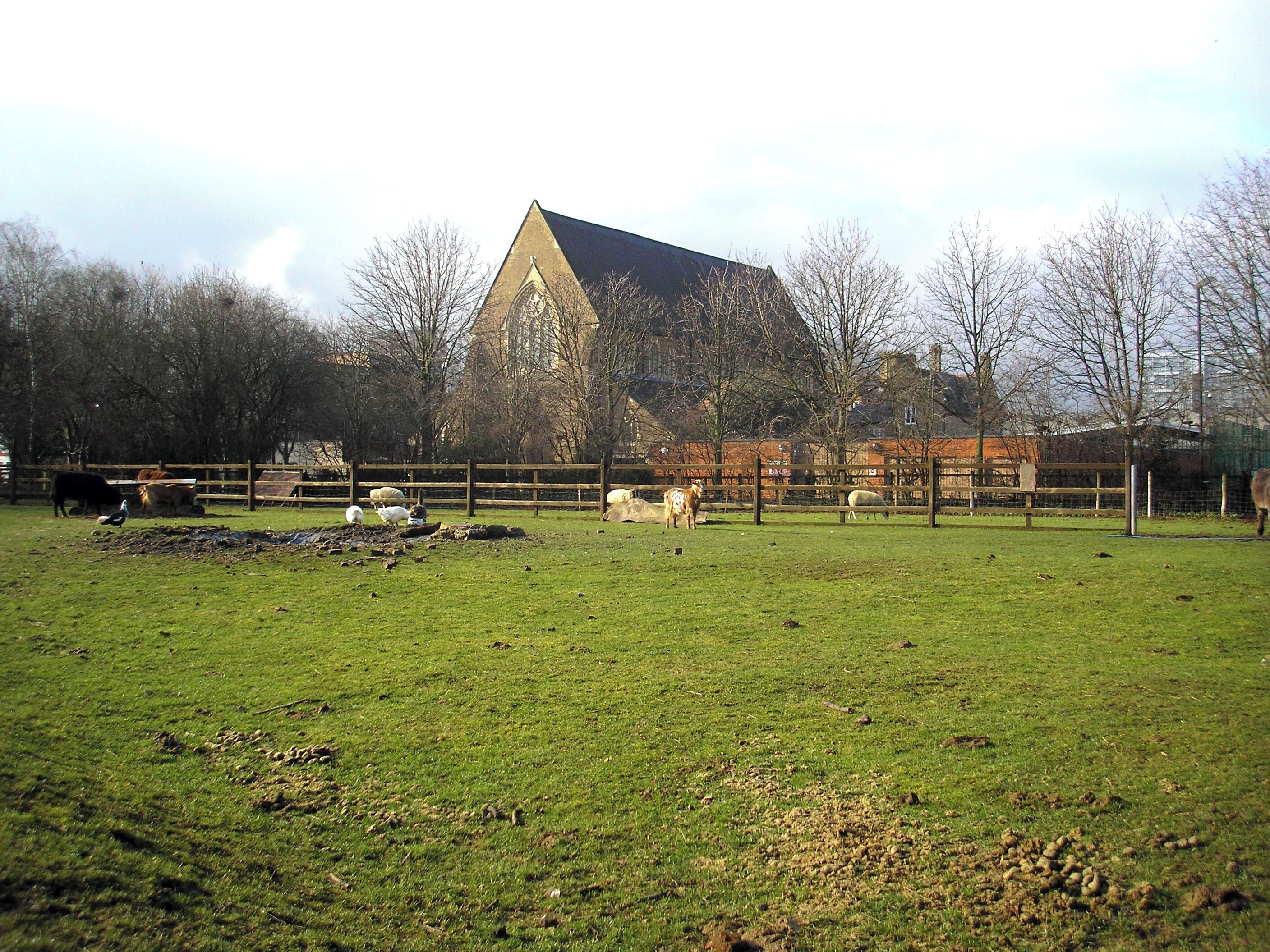 View southwest across a pasture used by goats, sheep and hens at Hackney City Farm, Haggerston, London EC2. In the background is the former parish church of St Augustine.