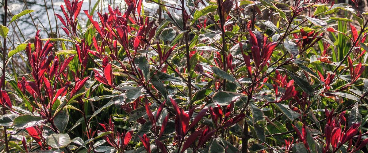 Ruskin Park, South London