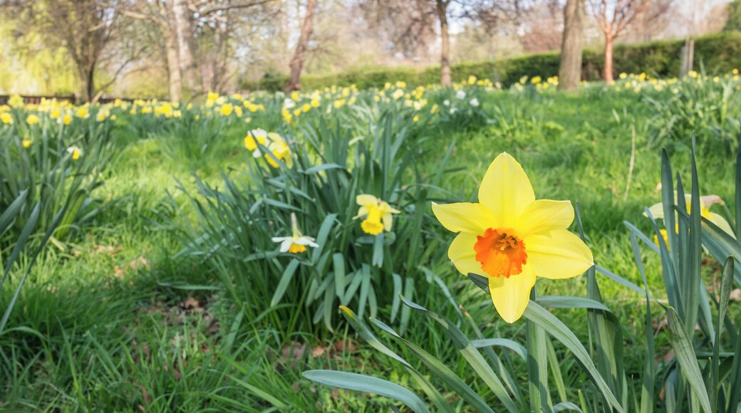 Ruskin Park, South London