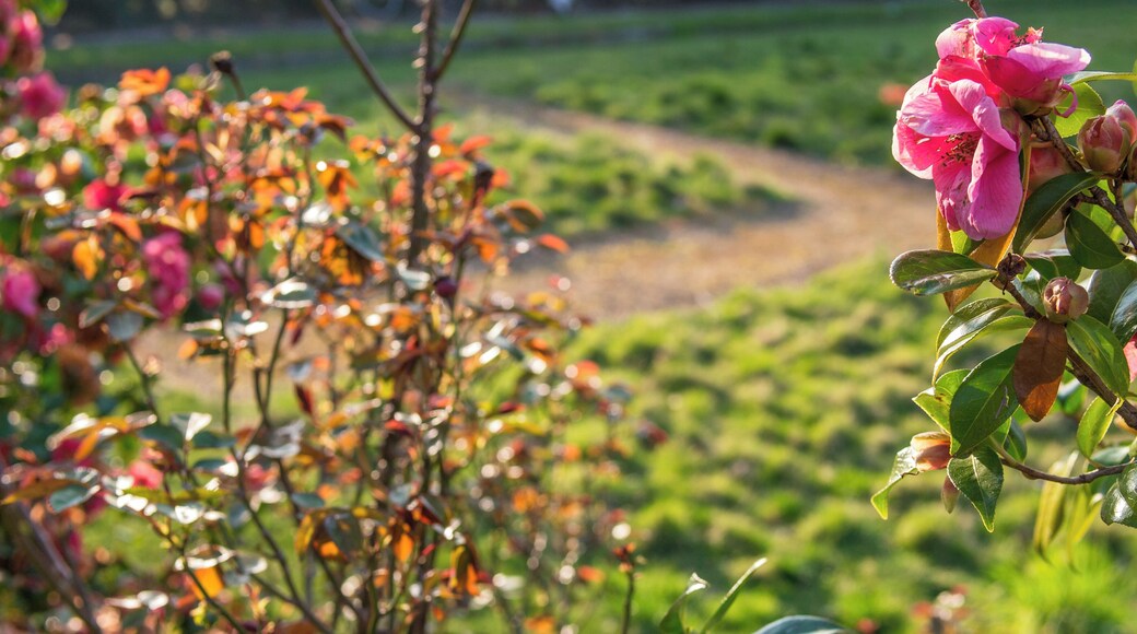 Ruskin Park, South London