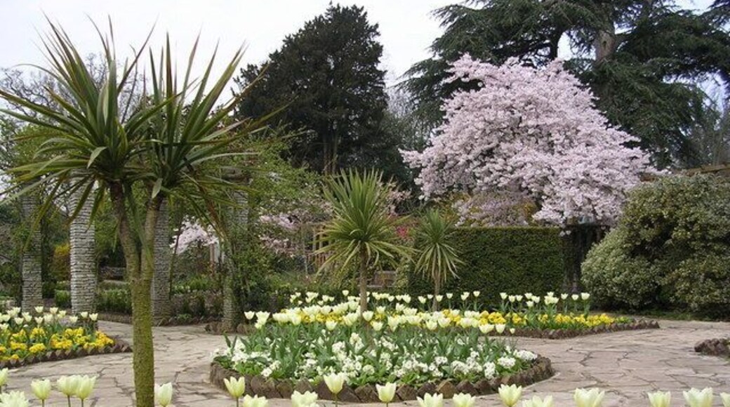 Tulips in The Rookery A lovely display of April tulips in The Rookery, Streatham Common