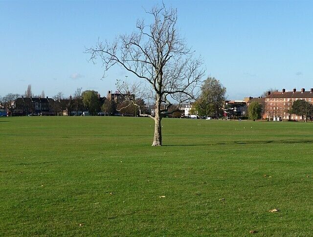 Streatham Common (4) A lone tree in the middle of the common. The buildings to the left of it are on Streatham High Road, and the red brick flats to the right are on the corner of the High Road and Streatham Common North.
