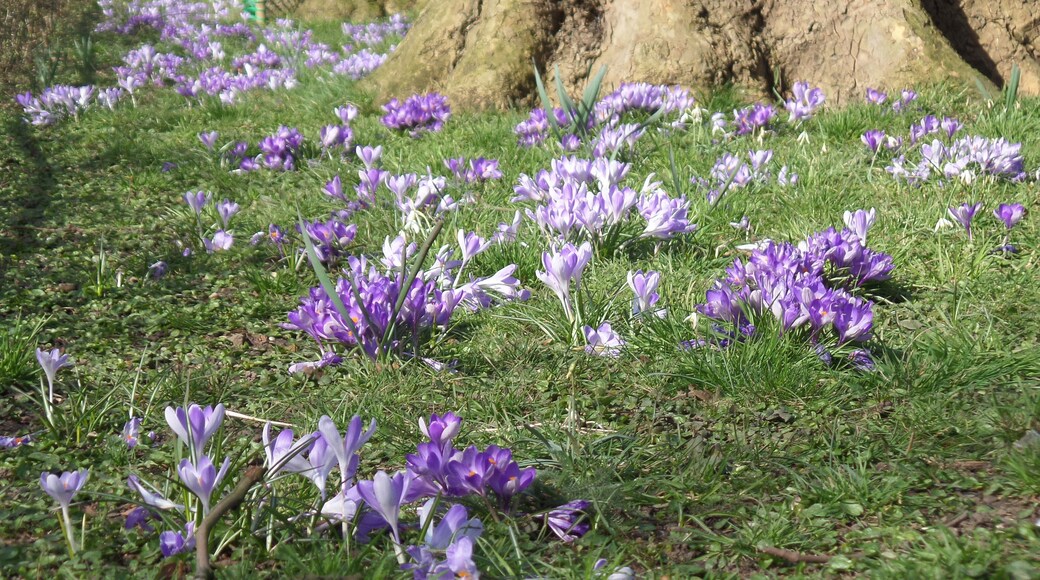 Early spring blossoms in the meadow