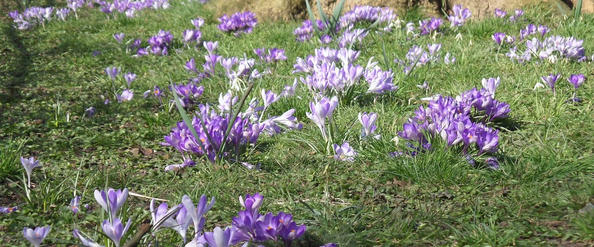 Early spring blossoms in the meadow