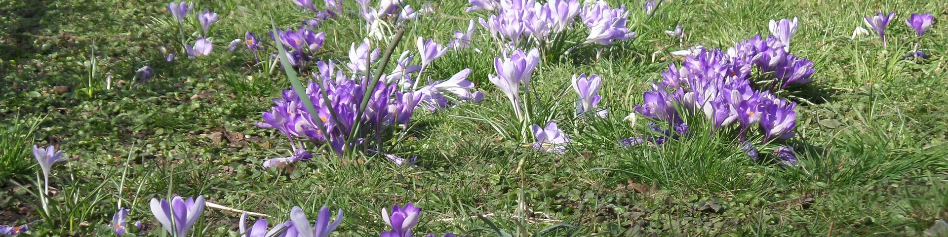 Early spring blossoms in the meadow