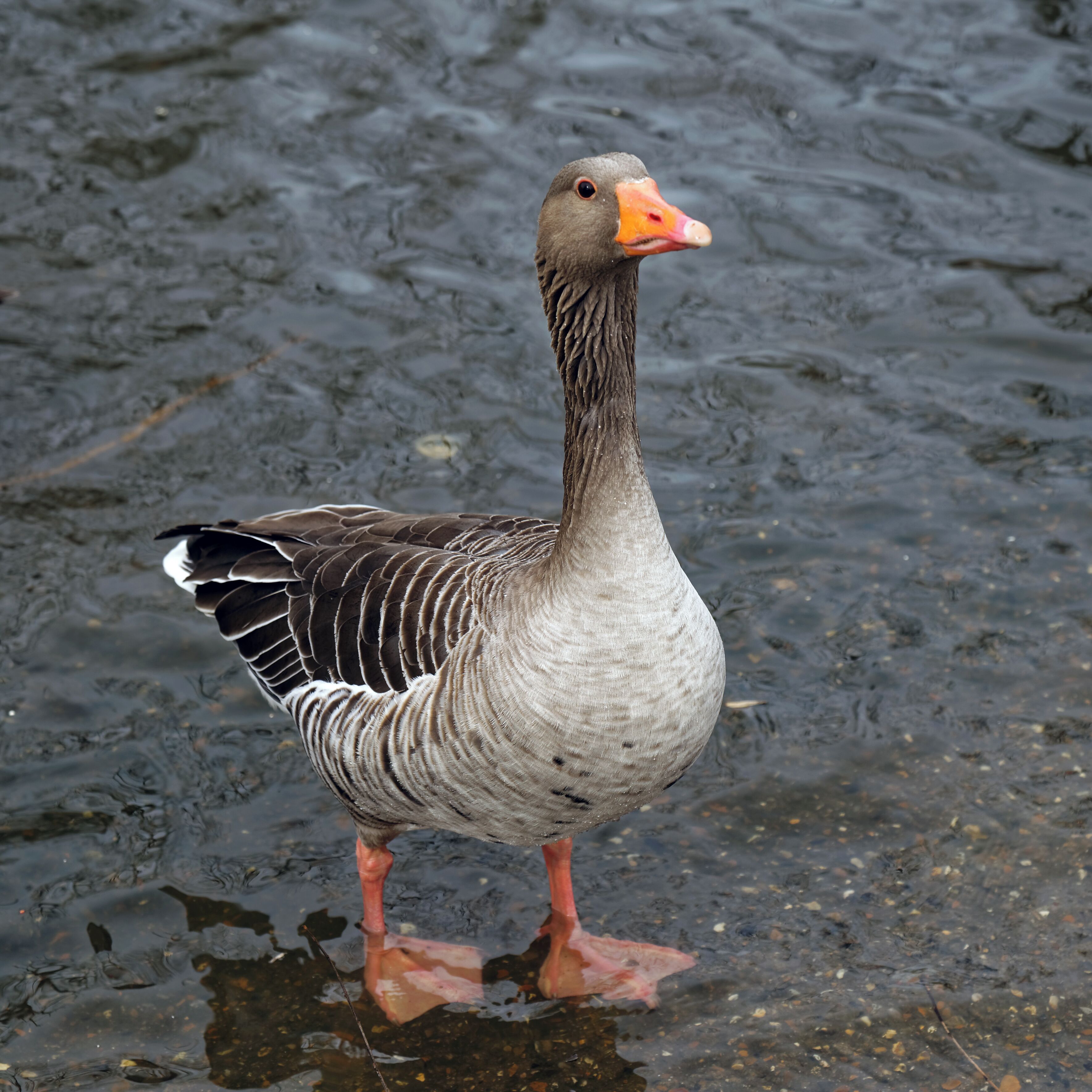 An Anser anser Greylag goose in the pond at Lordship Recreation Ground, Tottenham, London Borough of Haringey, England. Camera: Canon EOS 6D with Canon EF 24-105mm F4L IS USM lens. Software: large RAW file lens-corrected, optimized and downsized with DxO OpticsPro 10 Elite, Viewpoint 2, and Adobe Photoshop CS2.