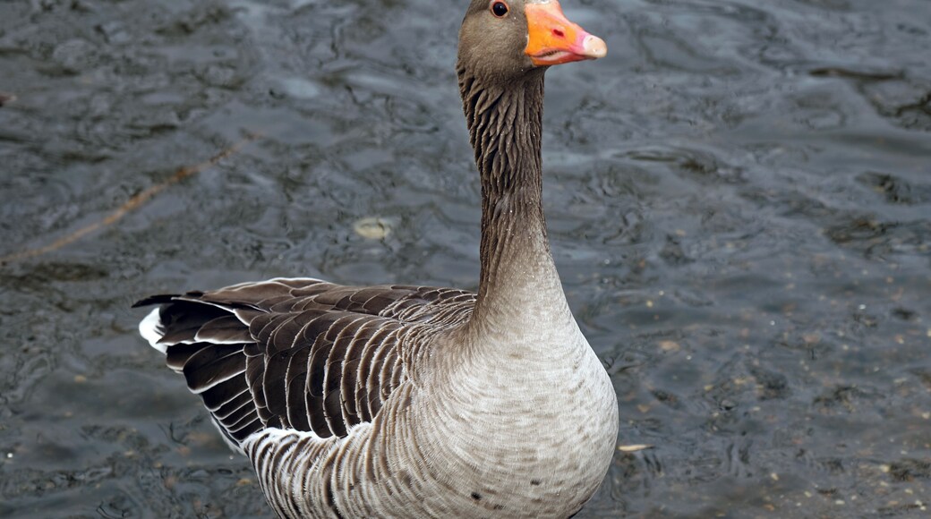 An Anser anser Greylag goose in the pond at Lordship Recreation Ground, Tottenham, London Borough of Haringey, England. Camera: Canon EOS 6D with Canon EF 24-105mm F4L IS USM lens. Software: large RAW file lens-corrected, optimized and downsized with DxO OpticsPro 10 Elite, Viewpoint 2, and Adobe Photoshop CS2.
