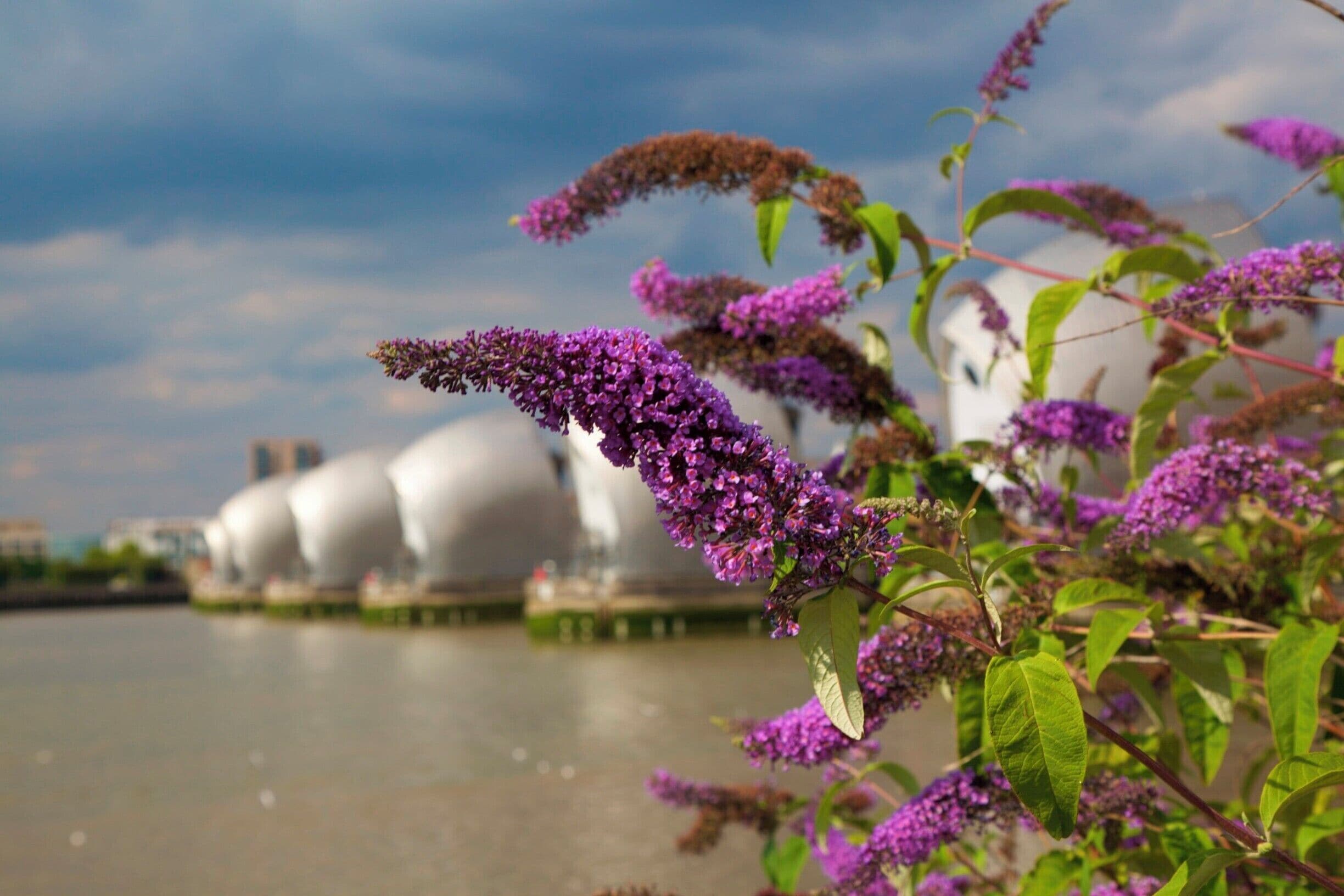 Thames Barrier on the Thames walk