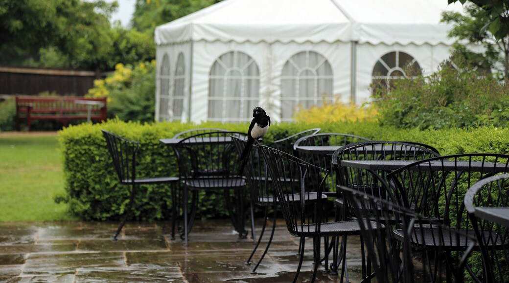 A magpie at the City of London Cemetery cafe