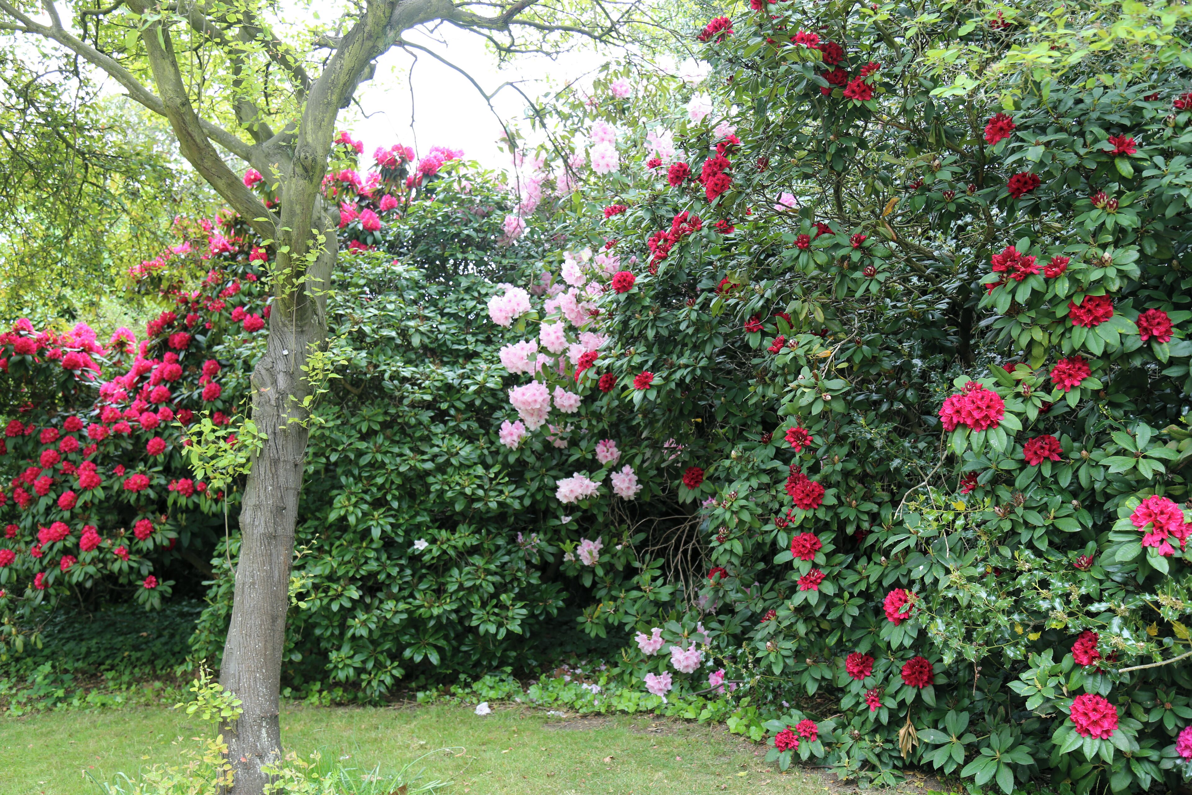 City of London Cemetery - pale pink and red flowering Rhododendron