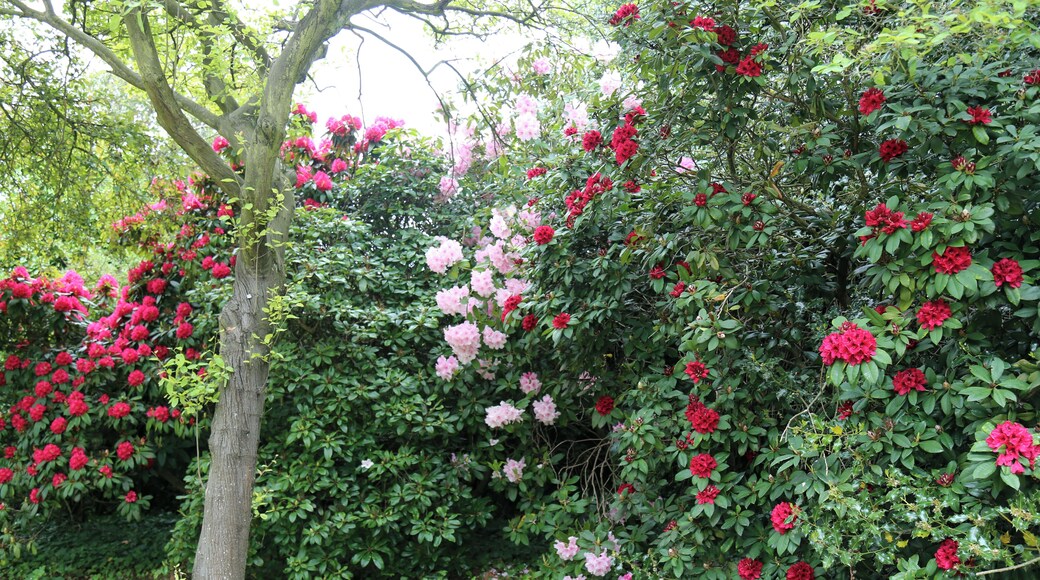 City of London Cemetery - pale pink and red flowering Rhododendron