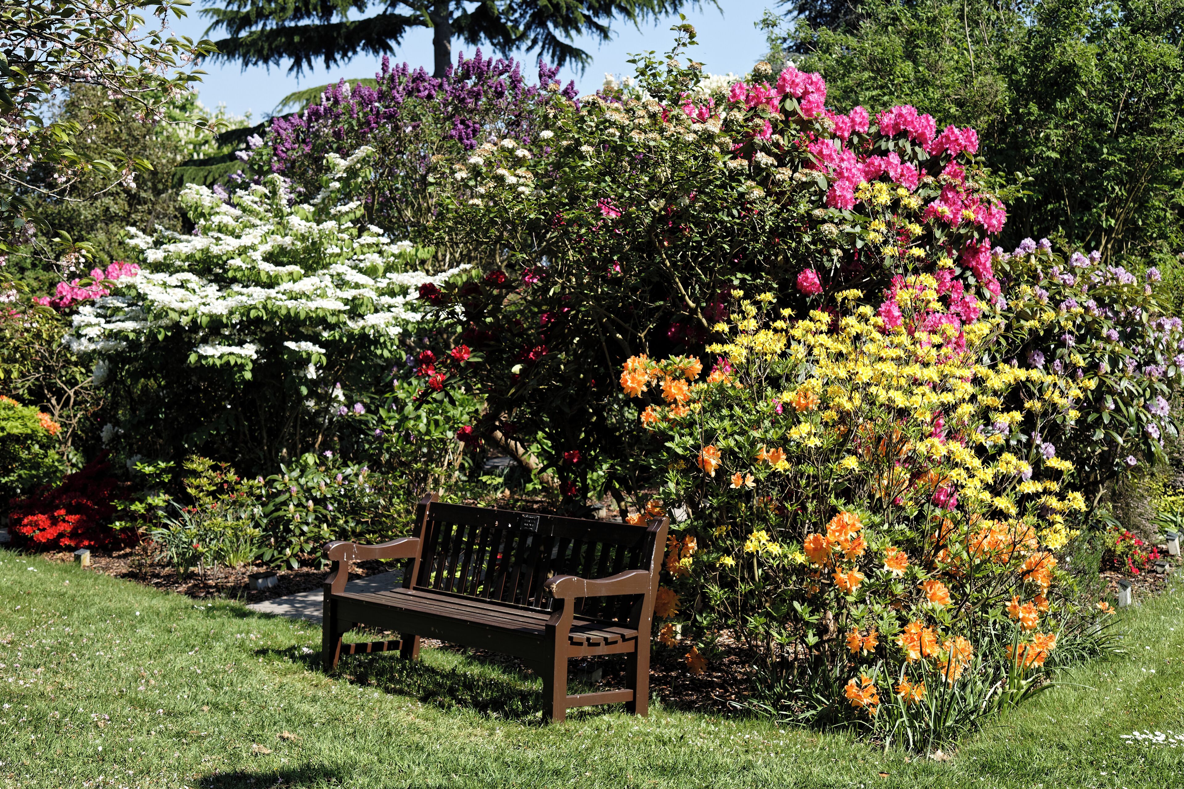 A memorial garden bench against a bed of white, yellow, orange, red and pink rhododendrons in the Memorial Gardens to the east of the Traditional Crematorium in the City of London Cemetery, Aldersbrook Road, Newham, England. Camera: Canon EOS 6D Mark II with Canon EF 24-105mm F4L IS USM lens. Software: RAW file lens-corrected, optimized and converted with DxO OpticsPro 11 Elite, and further optimized with Adobe Photoshop CS2.