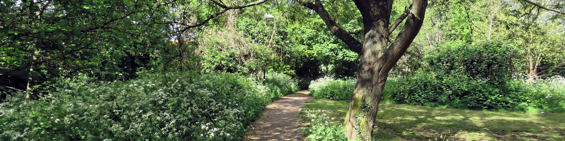 The footpath edged with Anthriscus sylvestris, cow parsley, running beside the River Ching, and off the A112 Chingford Road, east from Sainsbury's Low Hall supermarket, and just north from the Crooked Billet Interchange of the A406 North Circular Road, in the London Borough of Waltham Forest, England. Camera: Canon PowerShot SX60 HS Software: File lens-corrected, optimized, perhaps cropped, with DxO OpticsPro 11 Elite, and further optimized with Adobe Photoshop CS2.