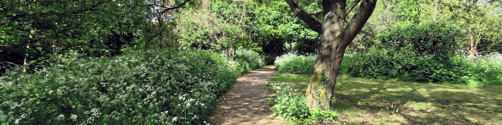 The footpath edged with Anthriscus sylvestris, cow parsley, running beside the River Ching, and off the A112 Chingford Road, east from Sainsbury's Low Hall supermarket, and just north from the Crooked Billet Interchange of the A406 North Circular Road, in the London Borough of Waltham Forest, England. Camera: Canon PowerShot SX60 HS Software: File lens-corrected, optimized, perhaps cropped, with DxO OpticsPro 11 Elite, and further optimized with Adobe Photoshop CS2.