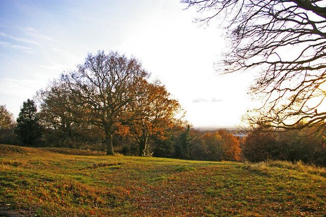 A grassy field with a large tree and autumn-colored foliage.
