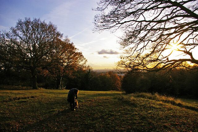 A dog in a grassy field with trees and a sunset in the background.