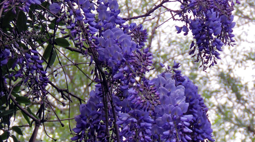Wisteria flowers on the footpath running beside the River Ching, and off the A112 Chingford Road, east from Sainsbury's Low Hall supermarket, and just north from the Crooked Billet Interchange of the A406 North Circular Road, in the London Borough of Waltham Forest, England. Camera: Canon PowerShot SX60 HS Software: File lens-corrected, optimized, perhaps cropped, with DxO OpticsPro 11 Elite, and further optimized with Adobe Photoshop CS2.