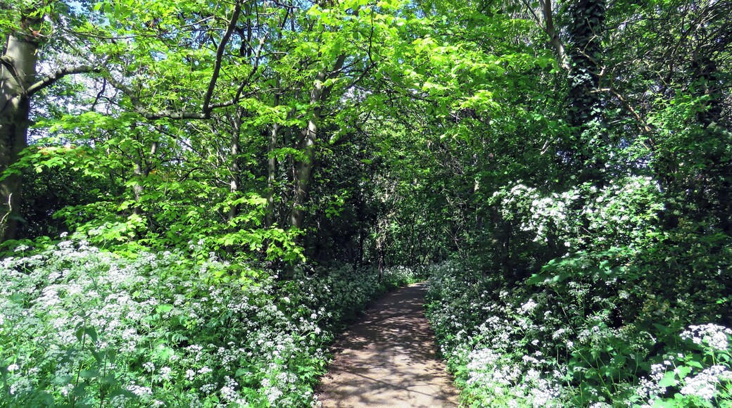 The footpath edged with Anthriscus sylvestris, cow parsley, running beside the River Ching, and off the A112 Chingford Road, east from Sainsbury's Low Hall supermarket, and just north from the Crooked Billet Interchange of the A406 North Circular Road, in the London Borough of Waltham Forest, England. Camera: Canon PowerShot SX60 HS Software: File lens-corrected, optimized, perhaps cropped, with DxO OpticsPro 11 Elite, and further optimized with Adobe Photoshop CS2.