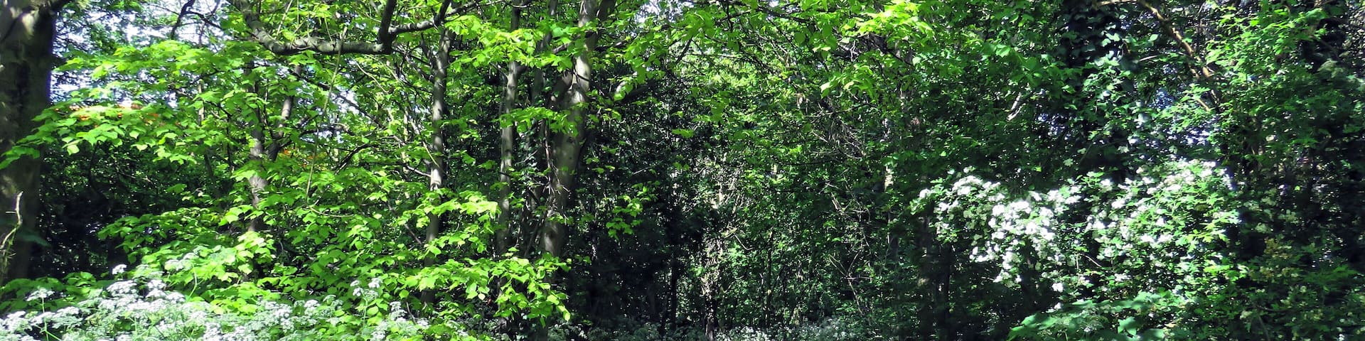 A narrow dirt path surrounded by dense green foliage and white flowering plants.