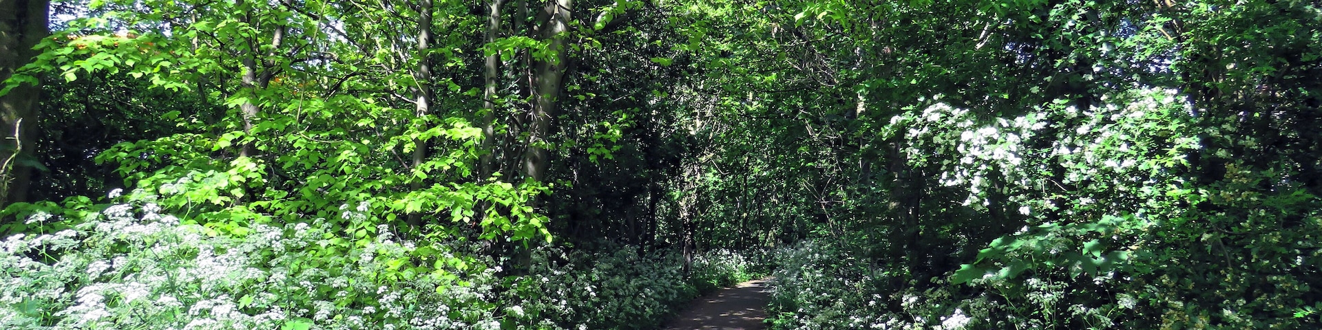 The footpath edged with Anthriscus sylvestris, cow parsley, running beside the River Ching, and off the A112 Chingford Road, east from Sainsbury's Low Hall supermarket, and just north from the Crooked Billet Interchange of the A406 North Circular Road, in the London Borough of Waltham Forest, England. Camera: Canon PowerShot SX60 HS Software: File lens-corrected, optimized, perhaps cropped, with DxO OpticsPro 11 Elite, and further optimized with Adobe Photoshop CS2.