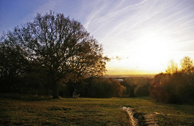 A large tree in a grassy field with a sunset in the background.