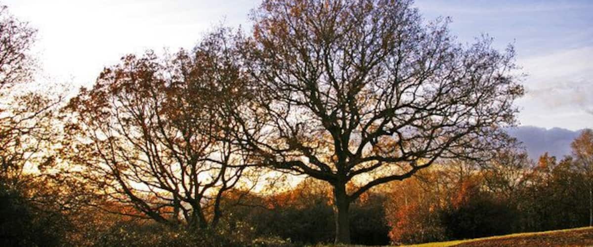 Trees on Pole Hill, Chingford, London E4 Late afternoon light coming through the trees on Pole Hill.