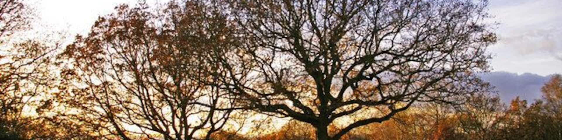 Trees on Pole Hill, Chingford, London E4 Late afternoon light coming through the trees on Pole Hill.