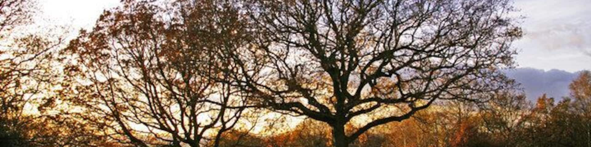 Trees on Pole Hill, Chingford, London E4 Late afternoon light coming through the trees on Pole Hill.