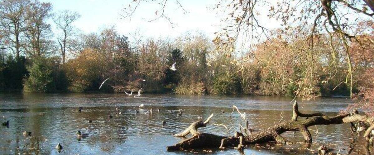 Frosty lake, Epping Forest. Highams Park lake on a frosty morning. The River Ching flows through the lake on its short journey from Connaught Water to the Lea River and Valley