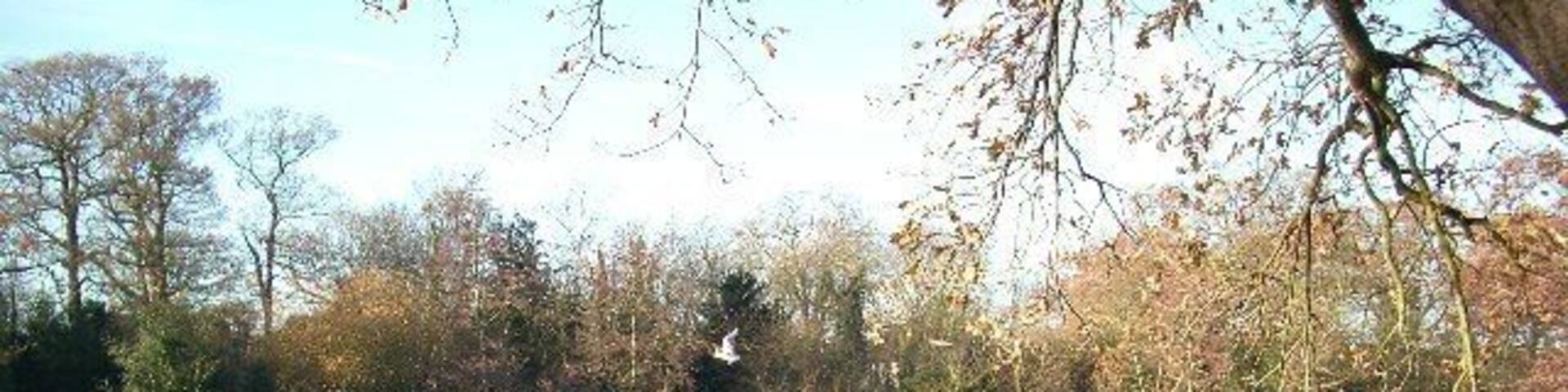 Frosty lake, Epping Forest. Highams Park lake on a frosty morning. The River Ching flows through the lake on its short journey from Connaught Water to the Lea River and Valley