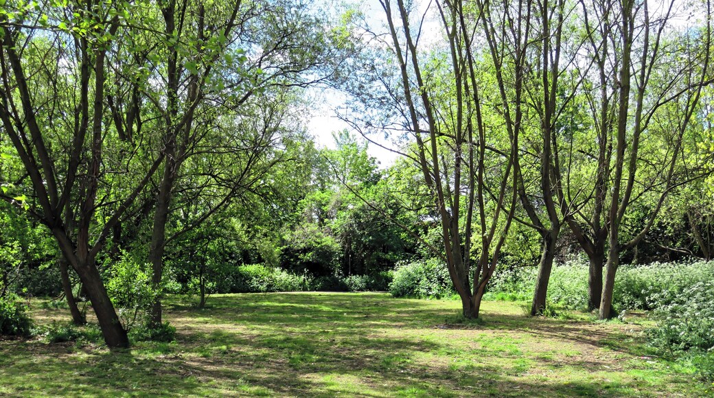 Small park near the River Ching, off the A112 Chingford Road, east from Sainsbury's Low Hall supermarket, and just north from the Crooked Billet Interchange of the A406 North Circular Road, in South Chingford, London Borough of Waltham Forest, England. Camera: Canon PowerShot SX60 HS Software: File lens-corrected, optimized, perhaps cropped, with DxO OpticsPro 11 Elite, and further optimized with Adobe Photoshop CS2.