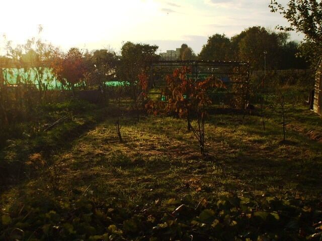 Allotments in Pitshanger Park, W13 Some of the allotments in Pitshanger Park.