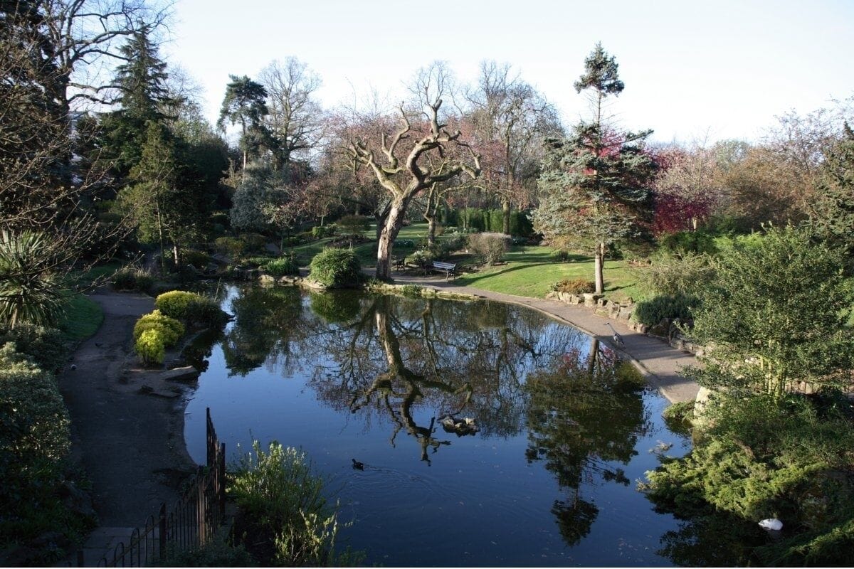 Ein friedlicher Teich, umgeben von üppigem Grün und einem markanten Baum mit verdrehtem Stamm.