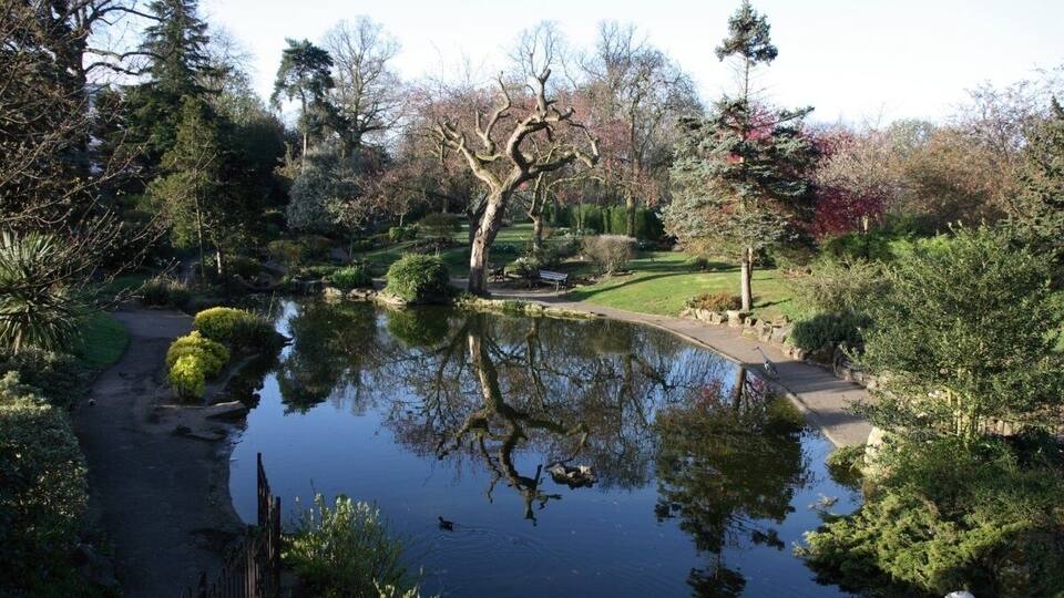 Ein friedlicher Teich, umgeben von üppigem Grün und einem markanten Baum mit verdrehtem Stamm.