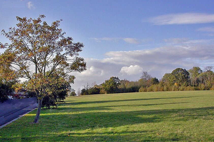 A grassy field with a tree and a road on the left.