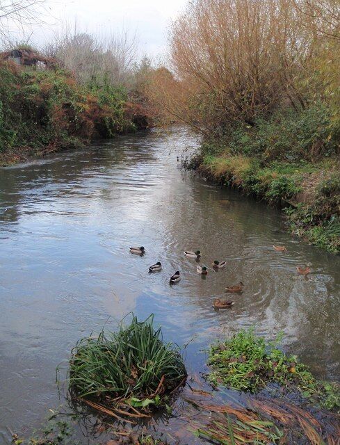 Junction of Wandle and Graveney. Looking downstream from 1603171, with the smaller Graveney, seen in 1603188, entering the River Wandle from the right, and being greeted by a group of mallards.