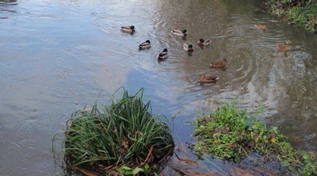 Junction of Wandle and Graveney. Looking downstream from 1603171, with the smaller Graveney, seen in 1603188, entering the River Wandle from the right, and being greeted by a group of mallards.