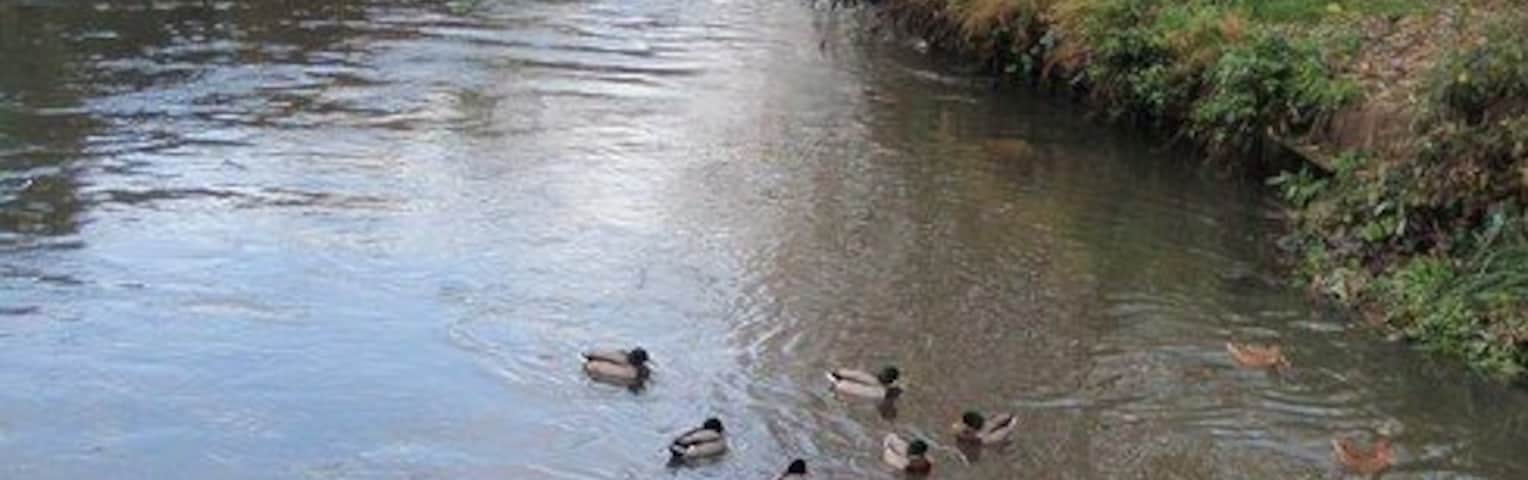 Junction of Wandle and Graveney. Looking downstream from 1603171, with the smaller Graveney, seen in 1603188, entering the River Wandle from the right, and being greeted by a group of mallards.