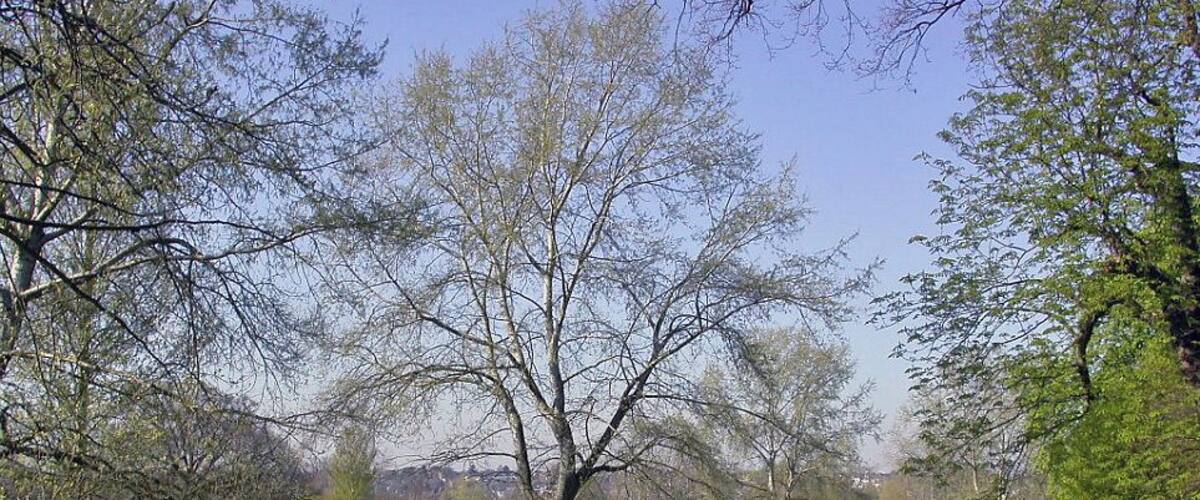 Spring on Cannon Hill Common. View northward to Wimbledon, from Cannon Hill Lane.