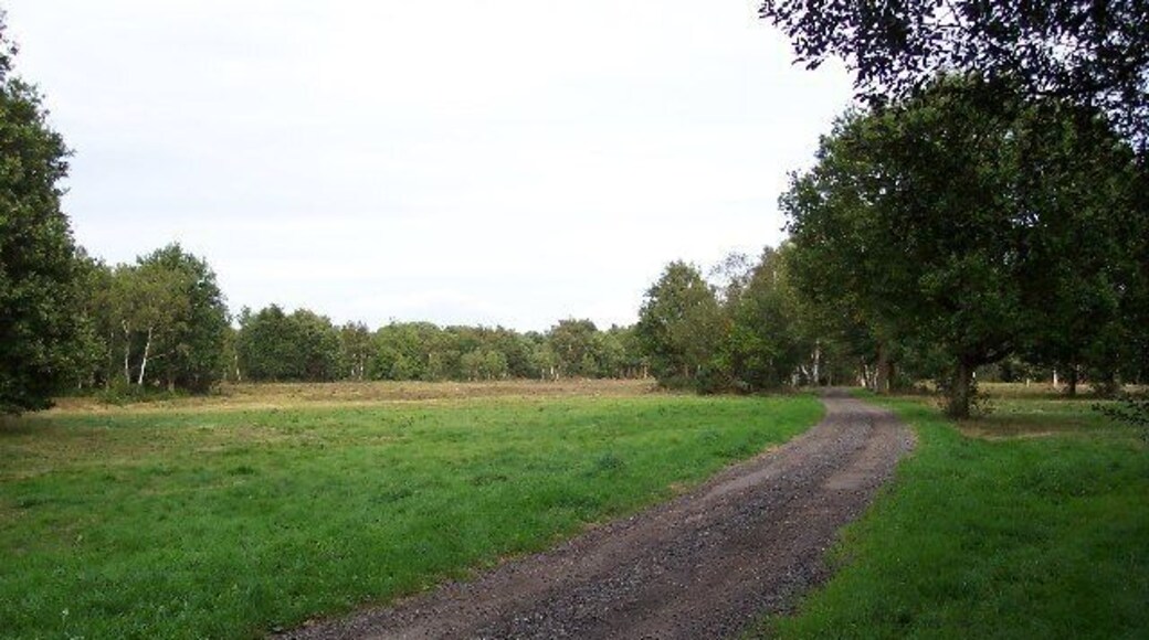 Bisley Common. Looking east from near Strawberry Farm.