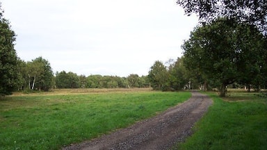 Um caminho de cascalho em um campo gramado, com árvores em ambos os lados.