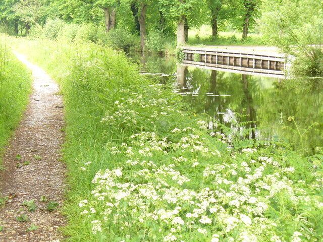 Basingstoke Canal by Hermitage Towpath and much greenery line this quiet section of canal between Brookwood and Woking.