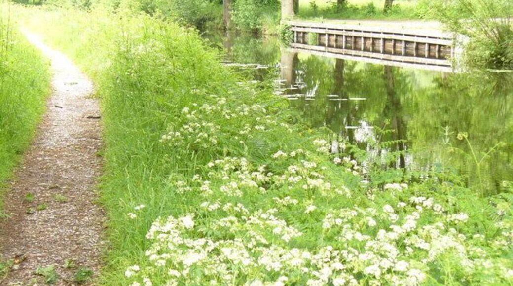 Basingstoke Canal by Hermitage Towpath and much greenery line this quiet section of canal between Brookwood and Woking.