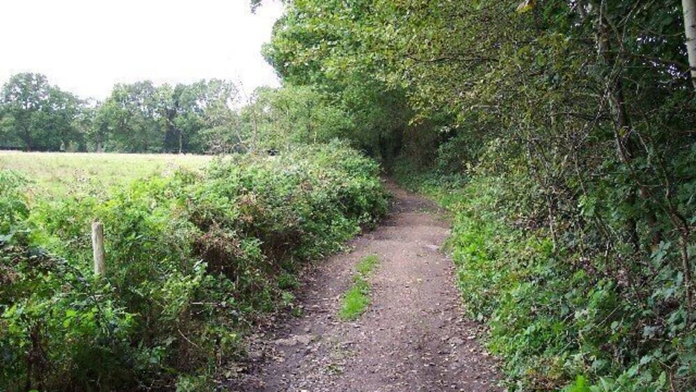 A narrow dirt path surrounded by dense greenery and trees.